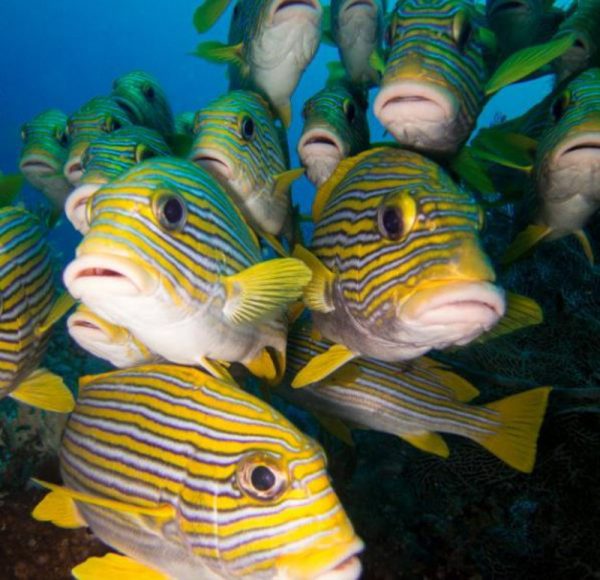 scuba ding, snorkelling, snorkeling, nusa lembongan, nusa penida, lembongan, penida. nomadholidayrentals