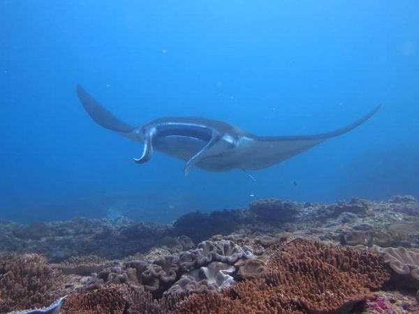 scuba ding, snorkelling, snorkeling, nusa lembongan, nusa penida, lembongan, penida. nomadholidayrentals