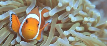 scuba ding, snorkelling, snorkeling, nusa lembongan, nusa penida, lembongan, penida. nomadholidayrentals