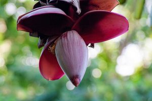 superfood, Banana blosson salad, banana blossom, nomadholidayrentals