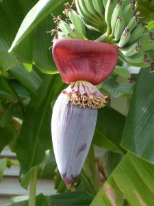 superfood, Banana blosson salad, banana blossom, nomadholidayrentals